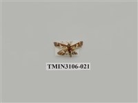 藏品(螟蛾181)的圖片